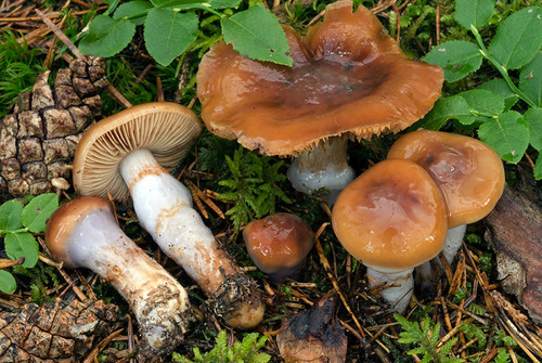 Cortinarius colinitus adesivo - cortinarius,