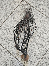 Conchiglia CESPUGLIO CORALLO NERO  su matrice   Indopacifico