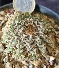 ARIOCARPUS KOTSCHOUBEYANUS OLD from seed 5,8 CM!! aztekium 