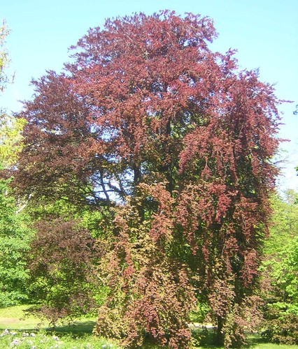 Fagus sylvatica purpurea - fagus,