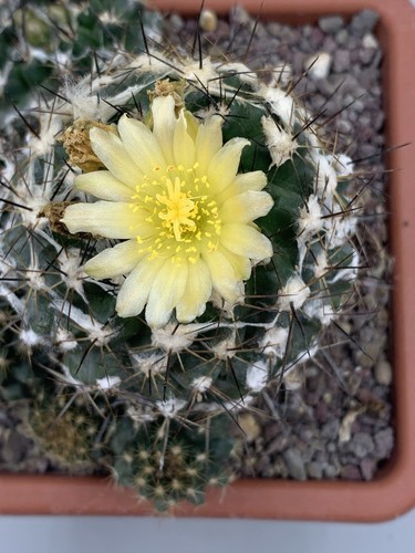Copiapoa tenuissima vaso - tenuissima, 14