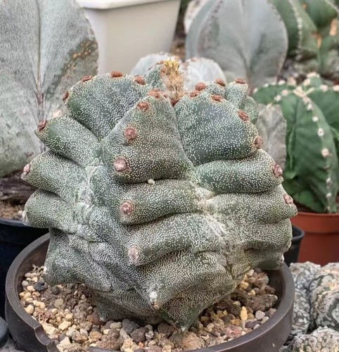 Astrophytum coahuilense - 13, cm
