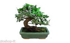 M. BONSAI, PIANTE ARTIFICIALI
