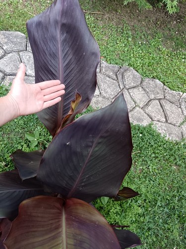 Pianta canna indica wyoming - pianta,