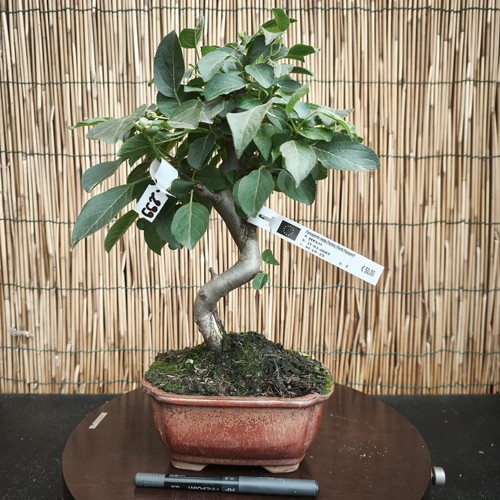 Bonsai melo 36cm visita - h,