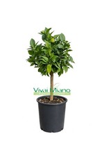 Pianta limone rosso vaso - limone, (vaso