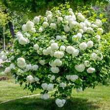 Viburno Palla di Neve Roseum 2L - Un arbusto a crescita rapida