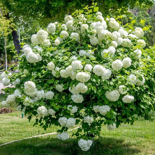 Viburno palla neve roseum - palla, di