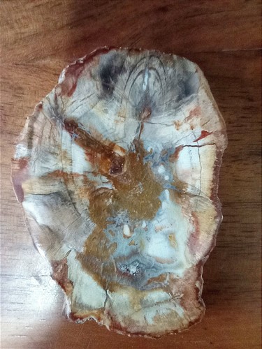 Fetta legno fossile 6 - fossile, cm.5-6