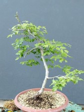 Pre Bonsai Carpino Nero