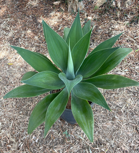 Agave attenuata pianta da - attenuata,