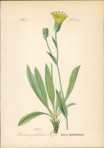 Chromolithographie kahles - :,