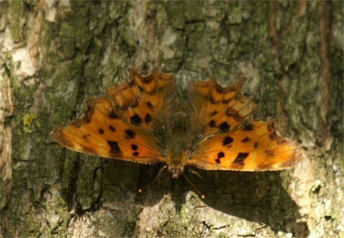 Photo 6x4 comma polygonia - comma, (polygonia