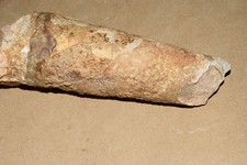 Grand Nautiloide du  trias