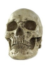 Halloween Cranio Teschio Umano