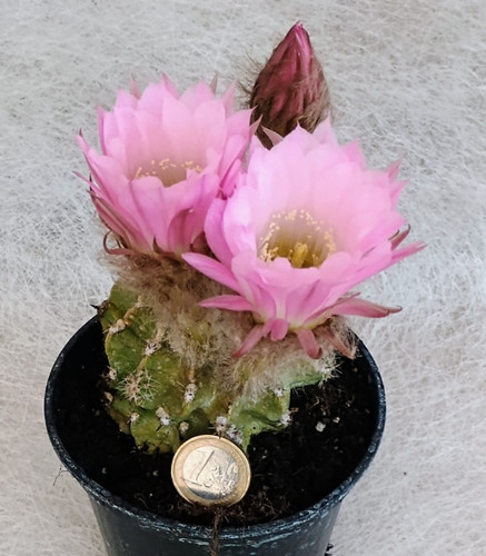 Echinopsis ibrido fiore - ibrido,