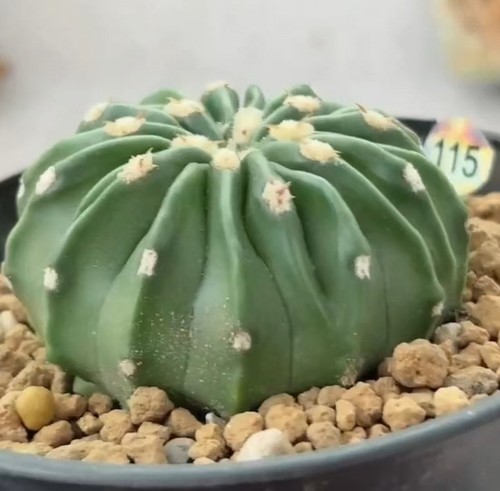 Vendita rara pianta - di, cactus