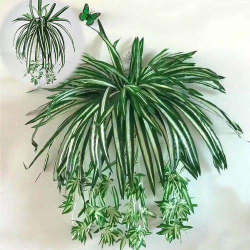 Orchidea pianta ragno finta - orchidea,