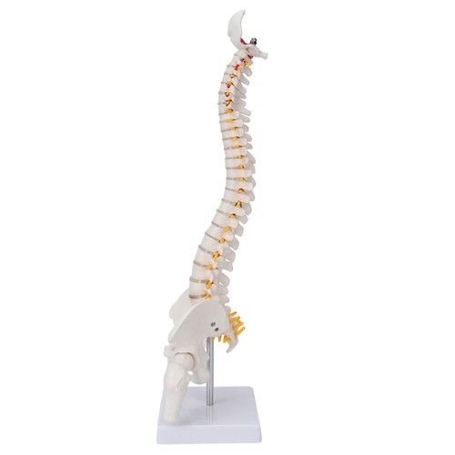 Vertebral column model - column,