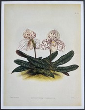 Botanique Orchidées