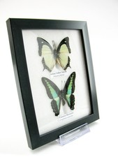 2 farfalle vere, imbottite