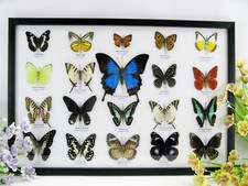 20 Farfalle splendidamente