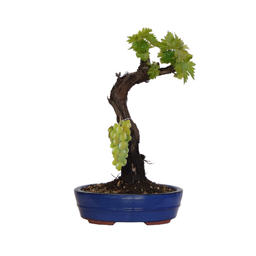 Kentis bonsai vite - vite,