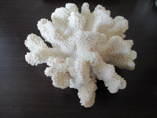 Cavolfiore finto corallo - cavolfiore, in