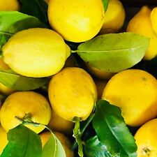 Limoni freschi biologici di