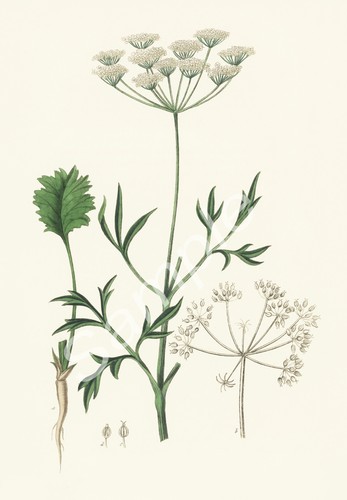 1836 erba pianta - pianta, medicinale