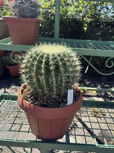 Echinocactus septispinus - echinocactus,