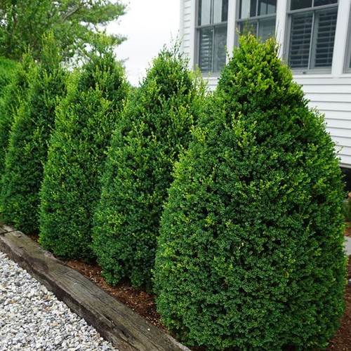 Bosso comune buxus - bosso,