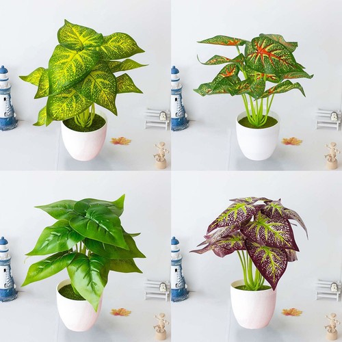 Pianta vaso decorazione - vaso,