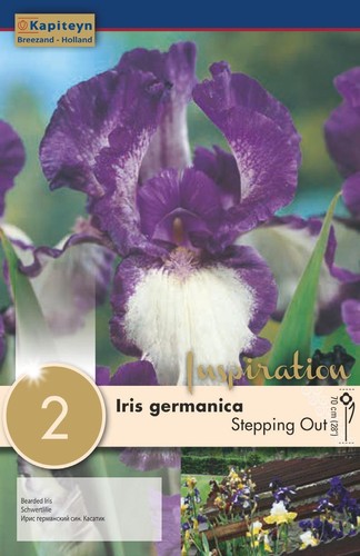 Bulbi iris germanica - bulbi,