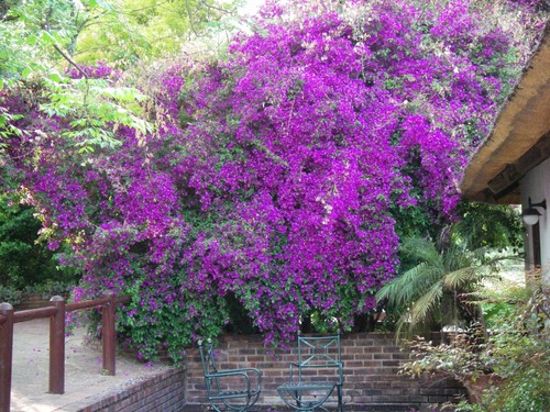 Bougainvillea sanderiana - bougainvillea,