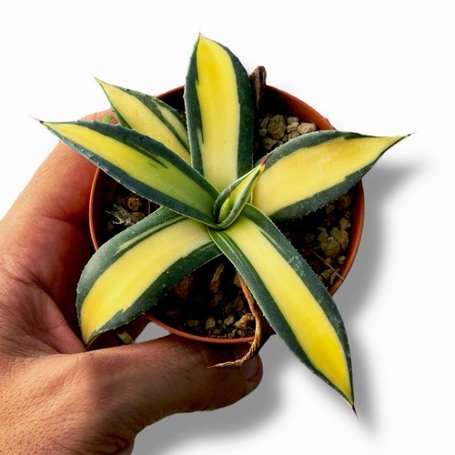 Agave applanata mediopicta - agave,