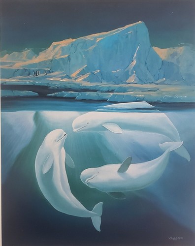 Wyland belugas the - the, white