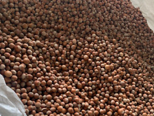 Nocciole in guscio “qualità