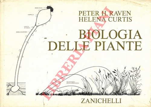 Raven peter curtis helena - raven,