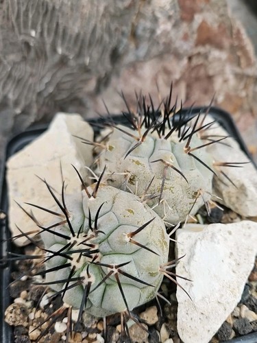 Copiapoa cinerea maxispina - cinerea, fa.