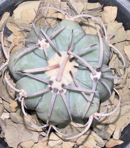 Raro echinocactus - raro,