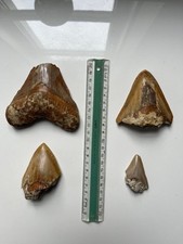4 Denti Megalodon Originali