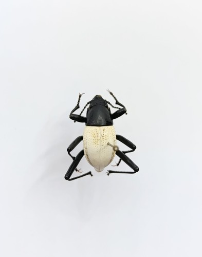 Entomology taxidermy - entomology,