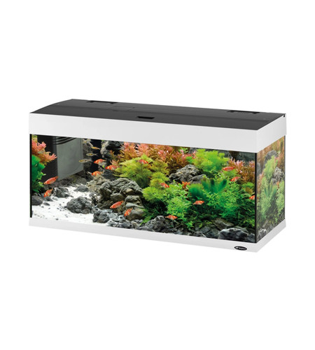 Acquario dubai 100 - dubai, con