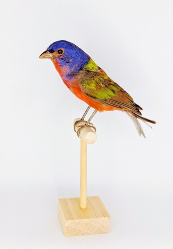 Taxidermy cabinet de - cabinet,