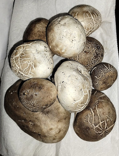 Tartufo bianco oregon - tartufo,
