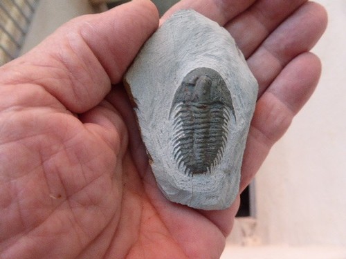 Trilobite ordovicien - trilobite,