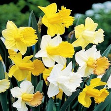 Narcisi bulbi di fiori cipolle fiori Narciso trombetta Mix 10 pz.