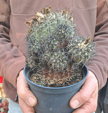 Copiapoa cuprea (Chile) BIG