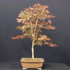 BONSAI ACERO Beni MAIKO Acer